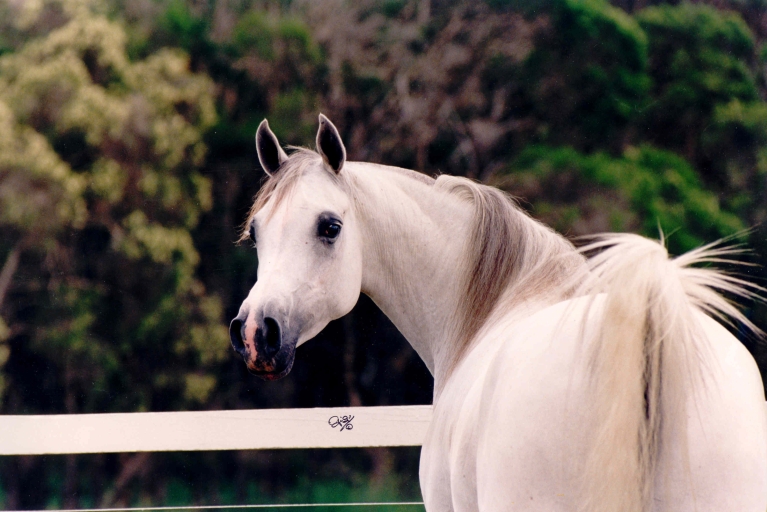 https://www.redwoodlodgearabians.com/core/image.php?src=app/media/uploads/website/30/photos/website_horses/2213/malikah300dpi.jpg&width=768&height=512