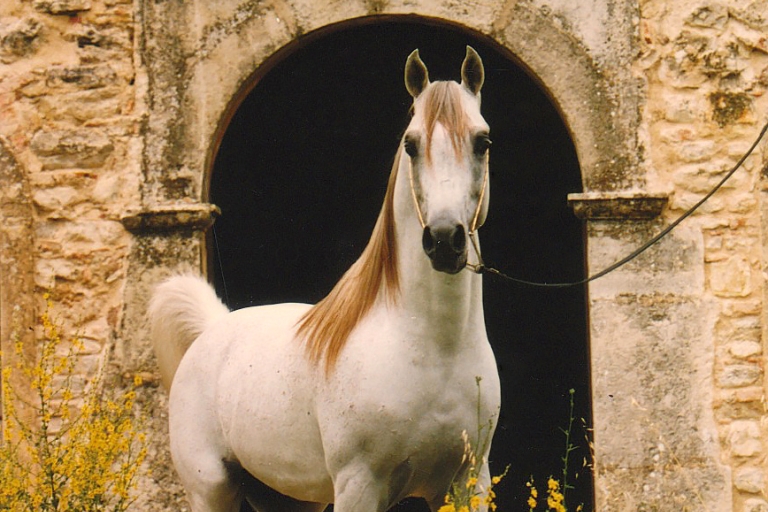 https://www.redwoodlodgearabians.com/core/image.php?src=app/media/uploads/website/30/photos/website_horses/2214/Om_el_Abadan_web.jpg&width=768&height=512