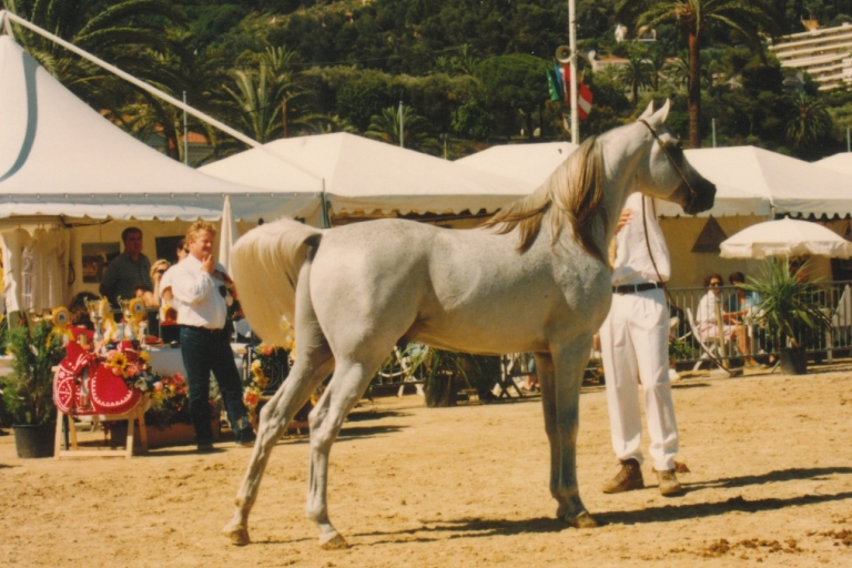 https://www.redwoodlodgearabians.com/core/image.php?src=app/media/uploads/website/30/photos/website_horses/2214/abadanmenton2.jpg&width=768&height=512