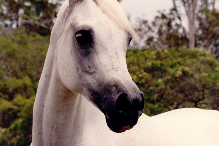 https://www.redwoodlodgearabians.com/core/image.php?src=app/media/uploads/website/30/photos/website_horses/2215/Cambriaa_El_Shaklan_x_Zafiraa_web.jpg&width=768&height=512