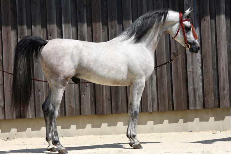 https://www.redwoodlodgearabians.com/core/image.php?src=app/media/uploads/website/30/photos/website_horses/2219/1071faf9_0625_44ee_9d9c_6adde4d504e0.JPG&width=768&height=512