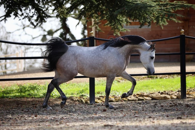 https://www.redwoodlodgearabians.com/core/image.php?src=app/media/uploads/website/30/photos/website_horses/2219/7d55fb0e_d853_45a6_9e42_3f74a1820fea_2.JPG&width=768&height=512