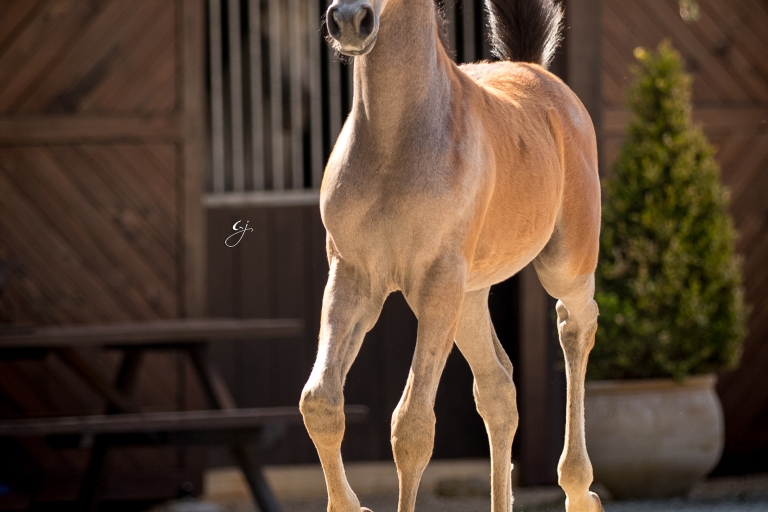 https://www.redwoodlodgearabians.com/core/image.php?src=app/media/uploads/website/30/photos/website_horses/2219/GJ_5984.jpg&width=768&height=512