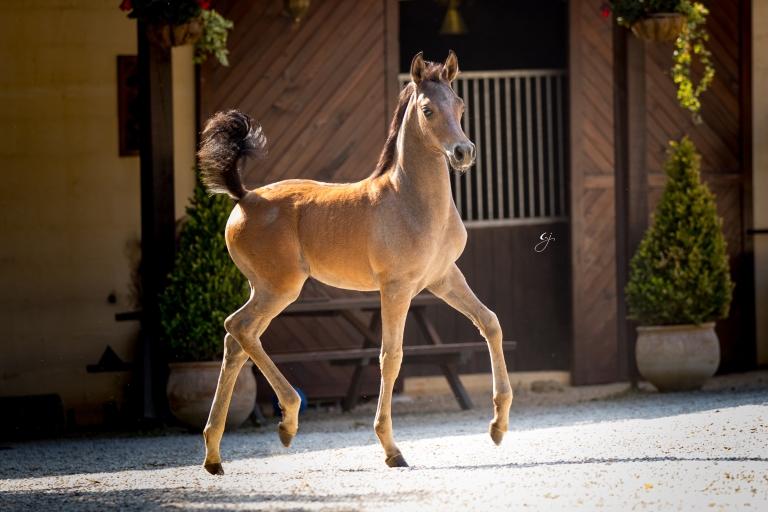 https://www.redwoodlodgearabians.com/core/image.php?src=app/media/uploads/website/30/photos/website_horses/2219/GJ_5993.jpg&width=768&height=512