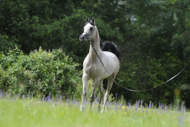 https://www.redwoodlodgearabians.com/core/image.php?src=app/media/uploads/website/30/photos/website_horses/2219/Salvador_EYE5835web.jpg&width=768&height=512