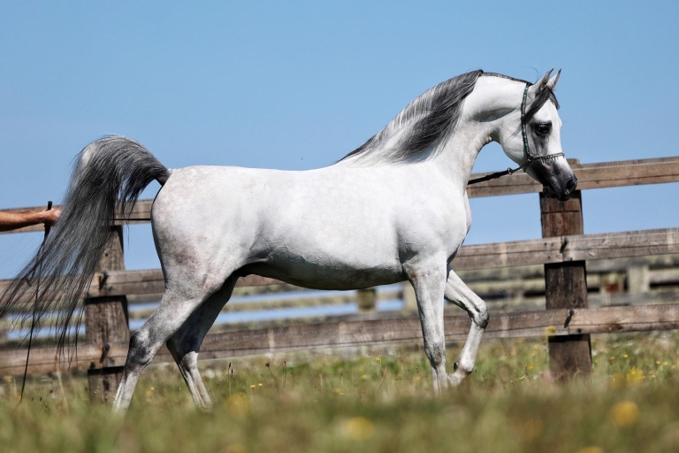 https://www.redwoodlodgearabians.com/core/image.php?src=app/media/uploads/website/30/photos/website_horses/2219/f574385a_fc98_426a_85d6_db30368980f3.JPG&width=768&height=512