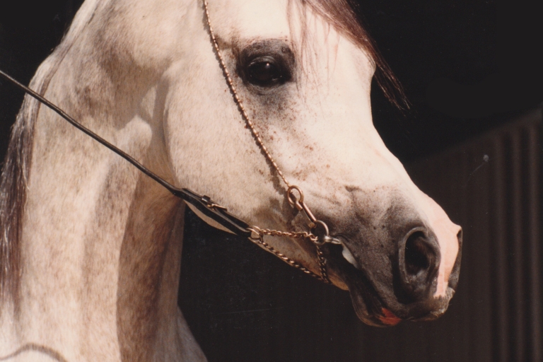 https://www.redwoodlodgearabians.com/core/image.php?src=app/media/uploads/website/30/photos/website_horses/2327/Sterling.jpg&width=768&height=512