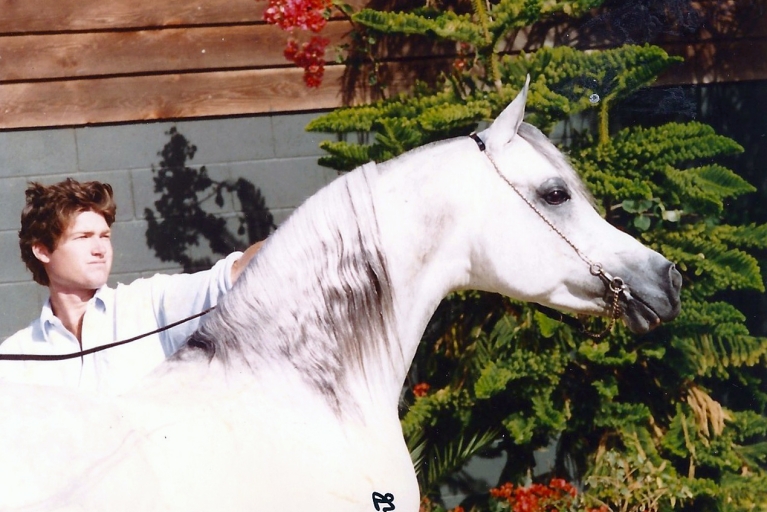 https://www.redwoodlodgearabians.com/core/image.php?src=app/media/uploads/website/30/photos/website_horses/2327/Sterlingweb.jpg&width=768&height=512