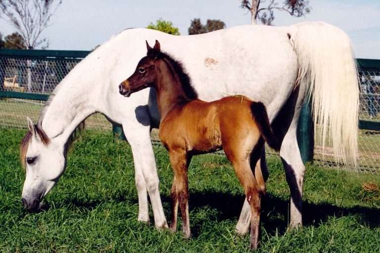 https://www.redwoodlodgearabians.com/core/image.php?src=app/media/uploads/website/30/photos/website_horses/2329/amira1_Abadaar.jpg&width=768&height=512