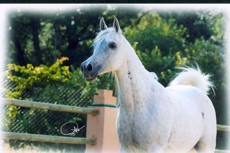 https://www.redwoodlodgearabians.com/core/image.php?src=app/media/uploads/website/30/photos/website_horses/2329/amira_02.jpg&width=768&height=512