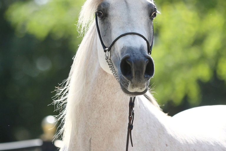 https://www.redwoodlodgearabians.com/core/image.php?src=app/media/uploads/website/30/photos/website_horses/2560/Mahaliaa.jpg&width=768&height=512