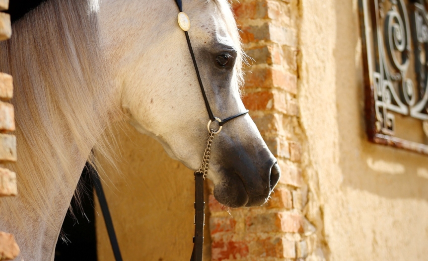 https://www.redwoodlodgearabians.com/core/image.php?src=app/media/uploads/website/30/photos/website_posts/1622/image0005.jpeg&width=862&height=525