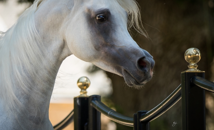 https://www.redwoodlodgearabians.com/core/image.php?src=app/media/uploads/website/30/photos/website_posts/1632/GJ_6850.jpg&width=862&height=525
