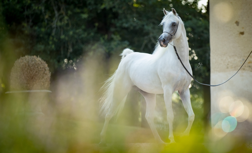 https://www.redwoodlodgearabians.com/core/image.php?src=app/media/uploads/website/30/photos/website_posts/1632/Sharaam_GJ_5620.jpg&width=862&height=525