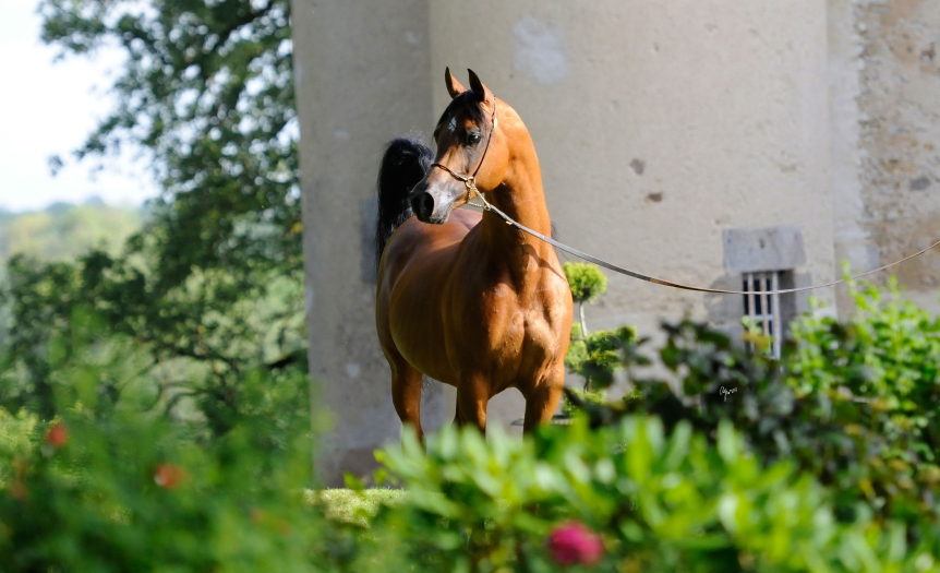 https://www.redwoodlodgearabians.com/core/image.php?src=app/media/uploads/website/30/photos/website_posts/1633/Abha_Omani_EYE3764web.jpg&width=862&height=525