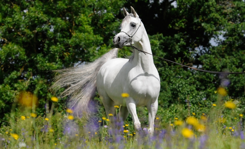 https://www.redwoodlodgearabians.com/core/image.php?src=app/media/uploads/website/30/photos/website_posts/1835/Sephoriaa_EYE4209web.jpg&width=862&height=525