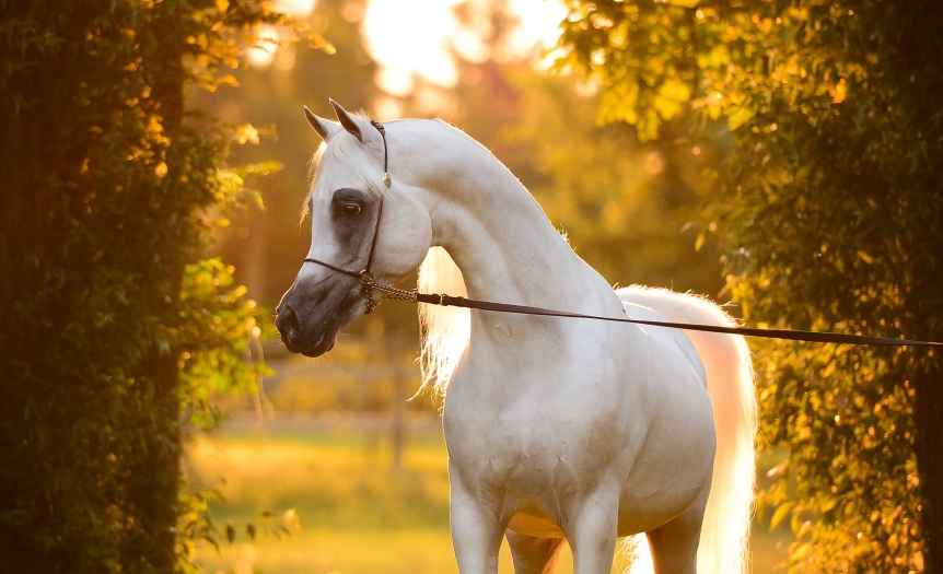 https://www.redwoodlodgearabians.com/core/image.php?src=app/media/uploads/website/30/photos/website_posts/1986/RL_Artique_1.jpg&width=862&height=525