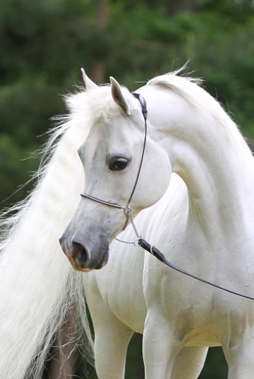 https://www.redwoodlodgearabians.com/core/image.php?src=app/media/uploads/website/30/photos/website_horses/2191/AX2E0707.JPG&width=360&height=540