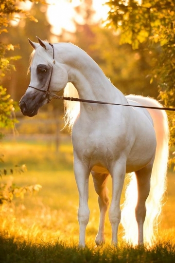 https://www.redwoodlodgearabians.com/core/image.php?src=app/media/uploads/website/30/photos/website_horses/2192/RL_Artique_1_lr.jpg&width=360&height=540