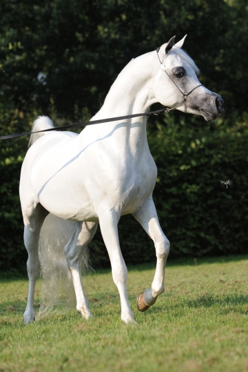 https://www.redwoodlodgearabians.com/core/image.php?src=app/media/uploads/website/30/photos/website_horses/2192/Redwood_Lodge_Artique_high_res_.jpg&width=360&height=540