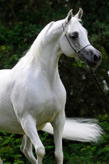 https://www.redwoodlodgearabians.com/core/image.php?src=app/media/uploads/website/30/photos/website_horses/2193/Saffron_EYE5122web.jpg&width=360&height=540