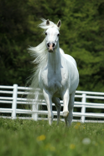 https://www.redwoodlodgearabians.com/core/image.php?src=app/media/uploads/website/30/photos/website_horses/2197/Redwood_Lodge_Samarah.jpg&width=360&height=540