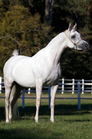 https://www.redwoodlodgearabians.com/core/image.php?src=app/media/uploads/website/30/photos/website_horses/2198/IMG_2215.JPG&width=360&height=540