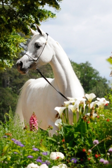 https://www.redwoodlodgearabians.com/core/image.php?src=app/media/uploads/website/30/photos/website_horses/2199/Safiraa_EYE4507web.jpg&width=360&height=540