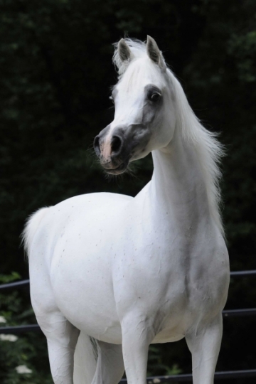 https://www.redwoodlodgearabians.com/core/image.php?src=app/media/uploads/website/30/photos/website_horses/2200/Samsara_EYE4649web.jpg&width=360&height=540