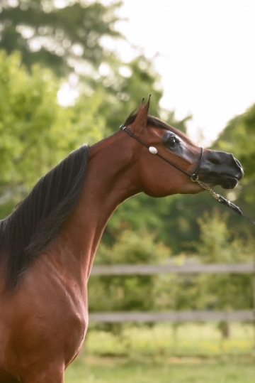 https://www.redwoodlodgearabians.com/core/image.php?src=app/media/uploads/website/30/photos/website_horses/2201/6034_SCHOUKENS_0516_810.jpg&width=360&height=540