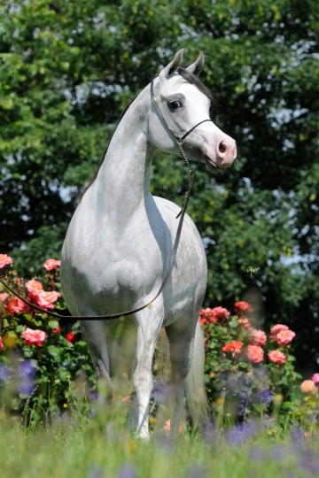 https://www.redwoodlodgearabians.com/core/image.php?src=app/media/uploads/website/30/photos/website_horses/2202/Espaana_EYE5446web.jpg&width=360&height=540