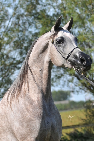 https://www.redwoodlodgearabians.com/core/image.php?src=app/media/uploads/website/30/photos/website_horses/2203/Gina_web3.jpg&width=360&height=540