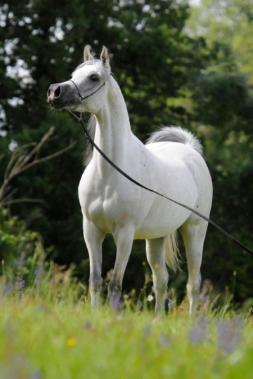 https://www.redwoodlodgearabians.com/core/image.php?src=app/media/uploads/website/30/photos/website_horses/2204/Romantikaa_EYE4941web.jpg&width=360&height=540