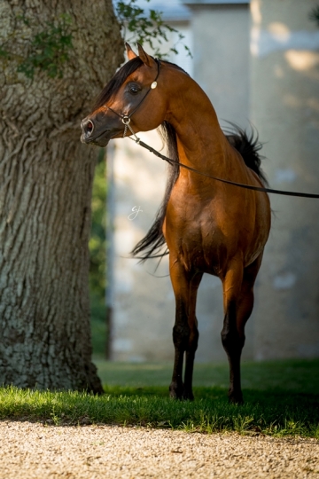 https://www.redwoodlodgearabians.com/core/image.php?src=app/media/uploads/website/30/photos/website_horses/2205/Ecuador_Web.jpg&width=360&height=540