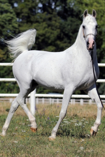 https://www.redwoodlodgearabians.com/core/image.php?src=app/media/uploads/website/30/photos/website_horses/2206/Yazmeena_Estopa3.jpg&width=360&height=540