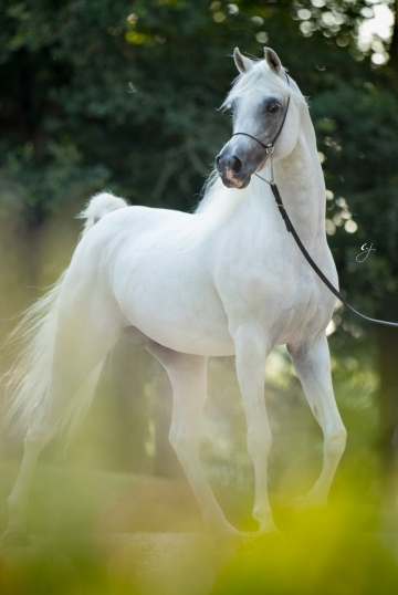 https://www.redwoodlodgearabians.com/core/image.php?src=app/media/uploads/website/30/photos/website_horses/2207/GJ_5620.jpg&width=360&height=540