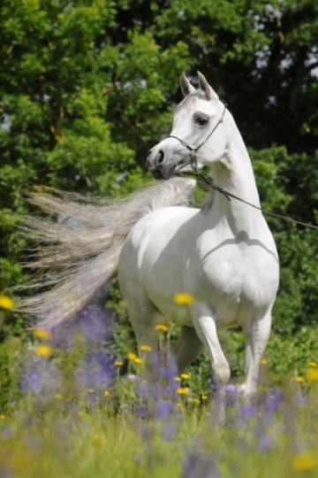 https://www.redwoodlodgearabians.com/core/image.php?src=app/media/uploads/website/30/photos/website_horses/2208/IMG_3211.JPG&width=360&height=540
