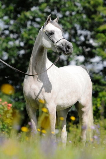 https://www.redwoodlodgearabians.com/core/image.php?src=app/media/uploads/website/30/photos/website_horses/2209/serafina_EYE4118web.jpg&width=360&height=540