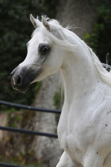 https://www.redwoodlodgearabians.com/core/image.php?src=app/media/uploads/website/30/photos/website_horses/2210/Tia_Maria_EYE5983web.jpg&width=360&height=540