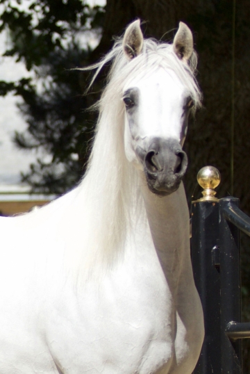 https://www.redwoodlodgearabians.com/core/image.php?src=app/media/uploads/website/30/photos/website_horses/2211/Margaritaa_web.jpg&width=360&height=540