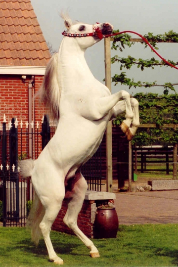 https://www.redwoodlodgearabians.com/core/image.php?src=app/media/uploads/website/30/photos/website_horses/2212/Espano_Estopa1.jpg&width=360&height=540