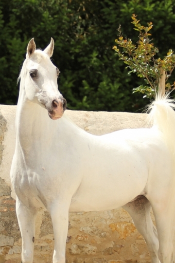 https://www.redwoodlodgearabians.com/core/image.php?src=app/media/uploads/website/30/photos/website_horses/2213/Malikah_Estopa.jpg&width=360&height=540
