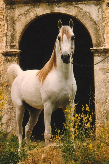 https://www.redwoodlodgearabians.com/core/image.php?src=app/media/uploads/website/30/photos/website_horses/2214/Om_el_Abadan_web.jpg&width=360&height=540