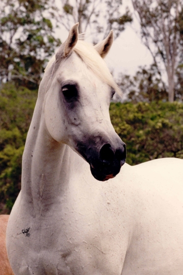 https://www.redwoodlodgearabians.com/core/image.php?src=app/media/uploads/website/30/photos/website_horses/2215/Cambriaa_El_Shaklan_x_Zafiraa_web.jpg&width=360&height=540