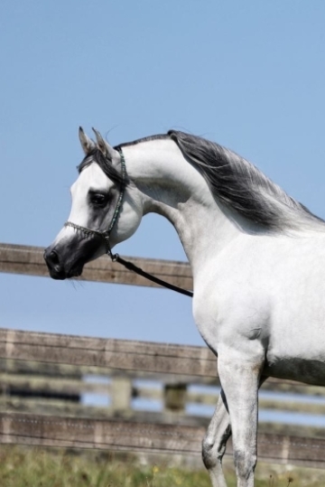 https://www.redwoodlodgearabians.com/core/image.php?src=app/media/uploads/website/30/photos/website_horses/2219/d2f8711d_f0c1_4f72_a647_96e1be6e00c1.jpg&width=360&height=540