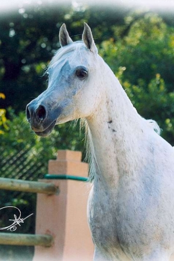 https://www.redwoodlodgearabians.com/core/image.php?src=app/media/uploads/website/30/photos/website_horses/2329/amira_02.jpg&width=360&height=540