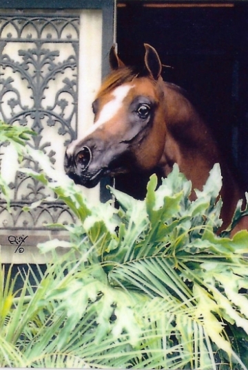 https://www.redwoodlodgearabians.com/core/image.php?src=app/media/uploads/website/30/photos/website_horses/2330/GGMagnetismweb.jpg&width=360&height=540