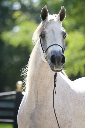 https://www.redwoodlodgearabians.com/core/image.php?src=app/media/uploads/website/30/photos/website_horses/2560/Mahaliaa.jpg&width=360&height=540