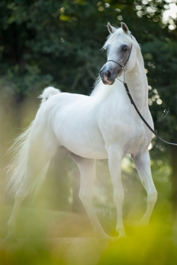 https://www.redwoodlodgearabians.com/core/image.php?src=app/media/uploads/website/30/photos/website_posts/1632/Sharaam_GJ_5620.jpg&width=360&height=540