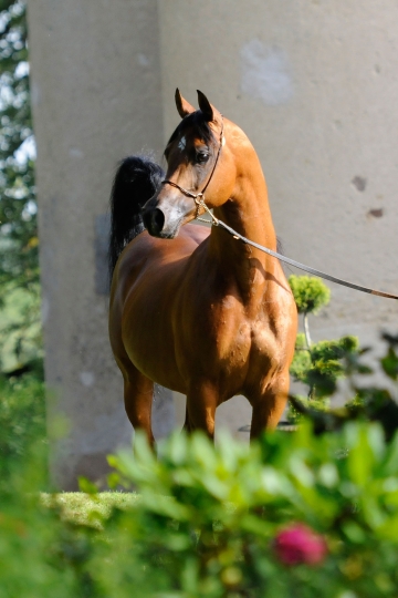 https://www.redwoodlodgearabians.com/core/image.php?src=app/media/uploads/website/30/photos/website_posts/1633/Abha_Omani_EYE3764web.jpg&width=360&height=540